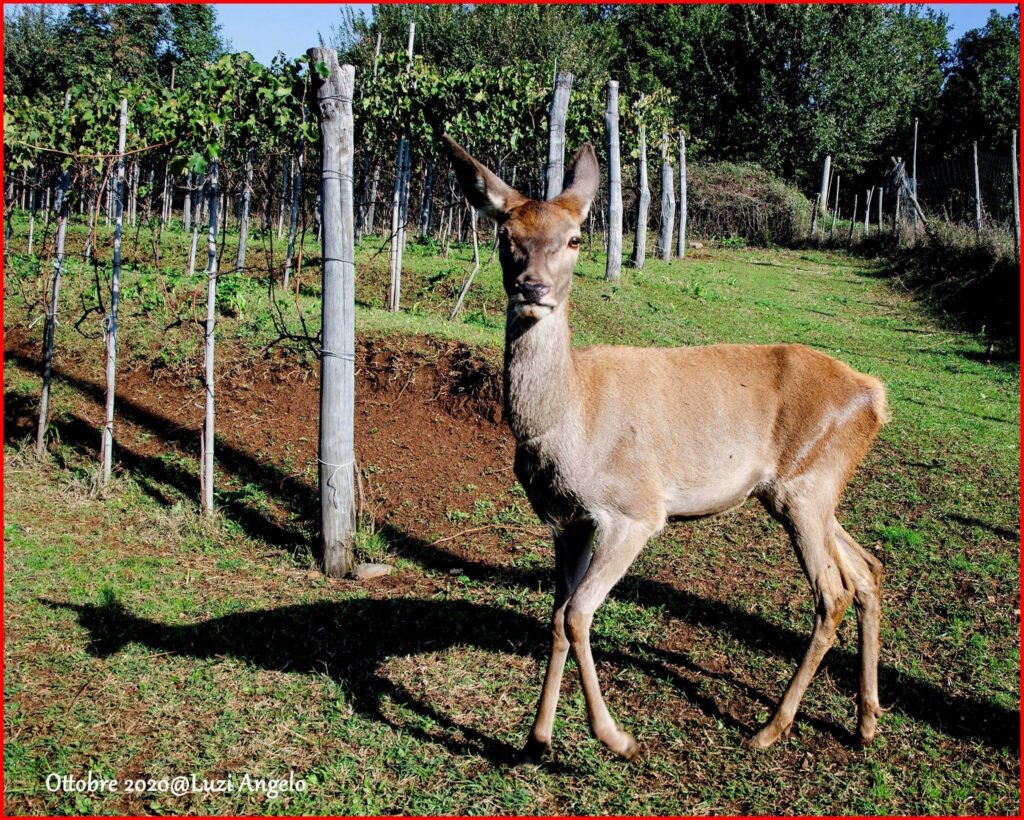 306935782_180442761209988_6907697604520029136_n Agriturismo con visita agli animali a Frosinone